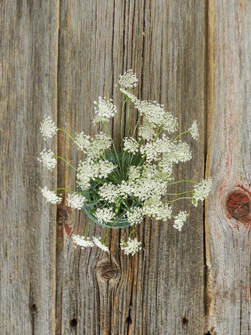 Wholesale White Queen Annes Lace Delivered Online FlowerFarm